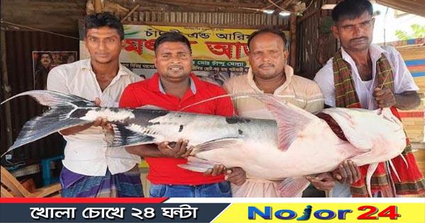 fish n34n2n426