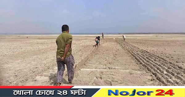 বাদাম চাষ