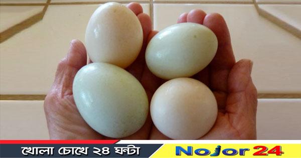 egg 2342