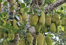 মসজিদের কাঁঠাল নিলাম নিয়ে দুই গ্রুপের সংঘর্ষ, নিহত ৩