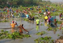 চলনবিলে চলছে মাছ ধরার বাউত উৎসব
