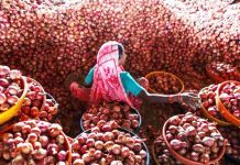 পেঁয়াজ রপ্তানি নিষিদ্ধ করলো ভারত